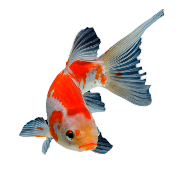 Imagem do peixe Carpa